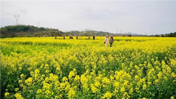 油菜花開(kāi)春意濃，田園風(fēng)光醉人心--火炬安泰組織婦女節(jié)戶外活動(dòng)